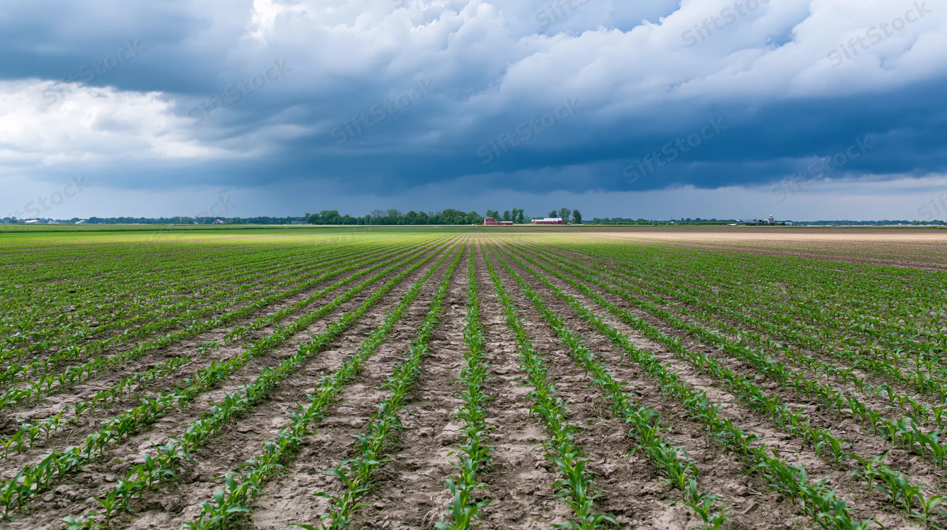 Rows of young corn plants growing in a flat agricultural field under a stormy sky