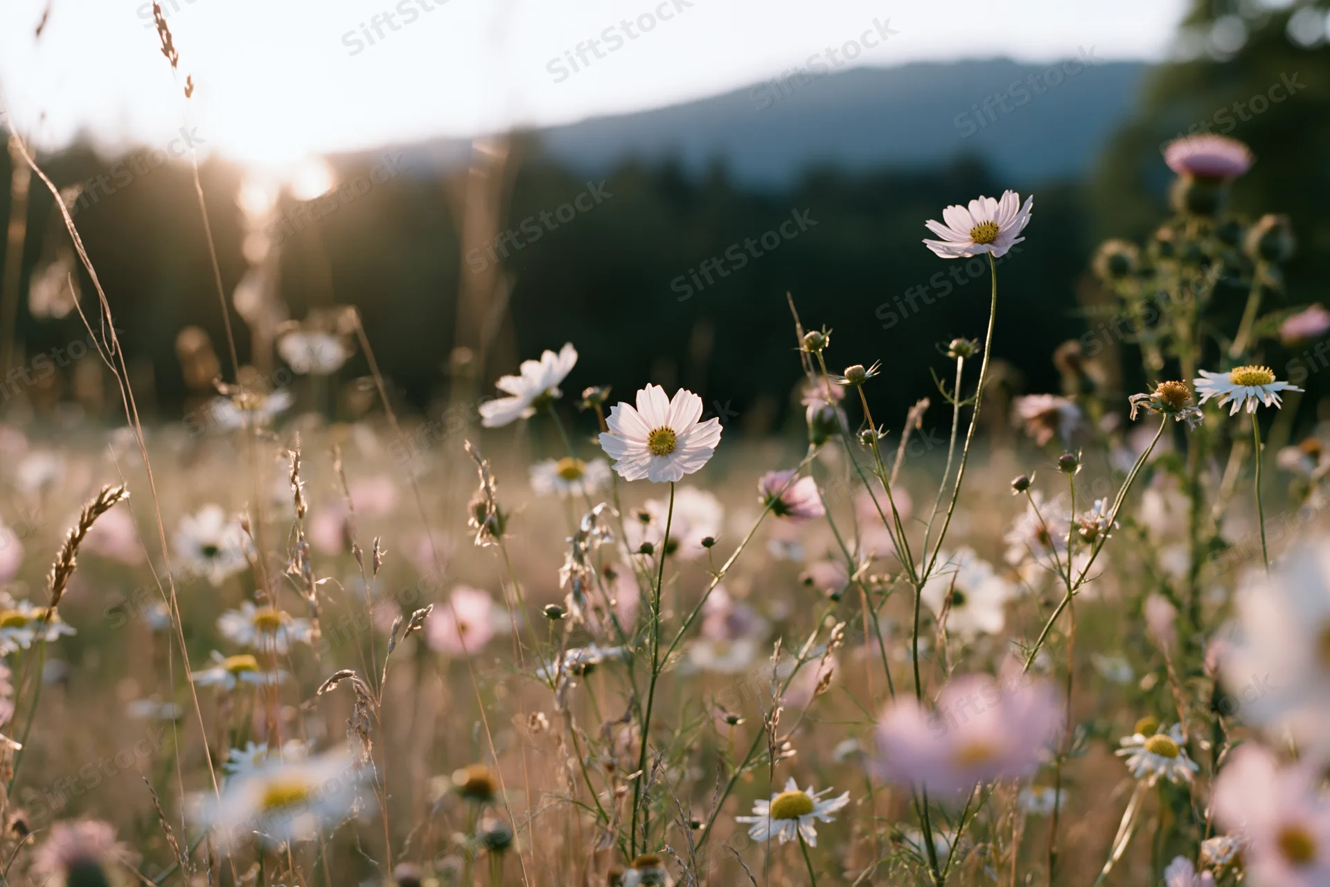 Cosmos and daisies blooming in a sunlit meadow with grass stems and distant hills