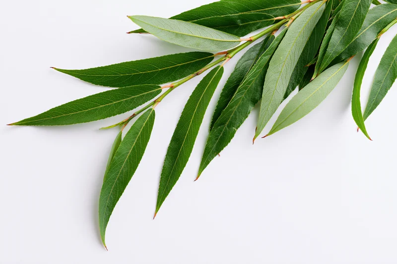 Willow branch with long narrow green leaves arranged diagonally on white background