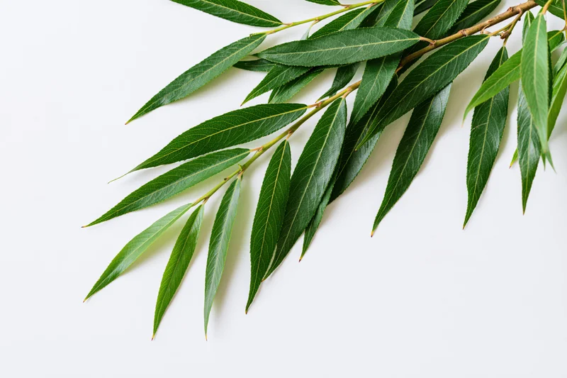 Willow branch with long narrow green leaves arranged diagonally on white background