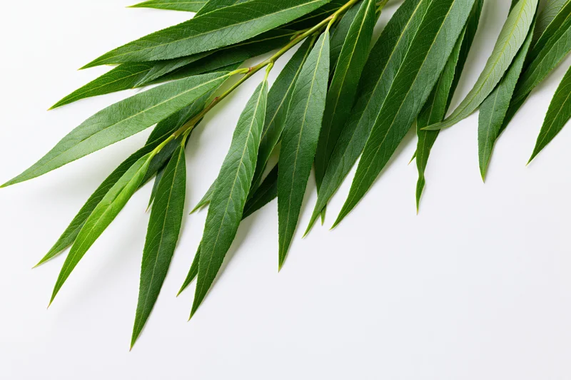 Willow branch with long narrow green leaves arranged diagonally on white background