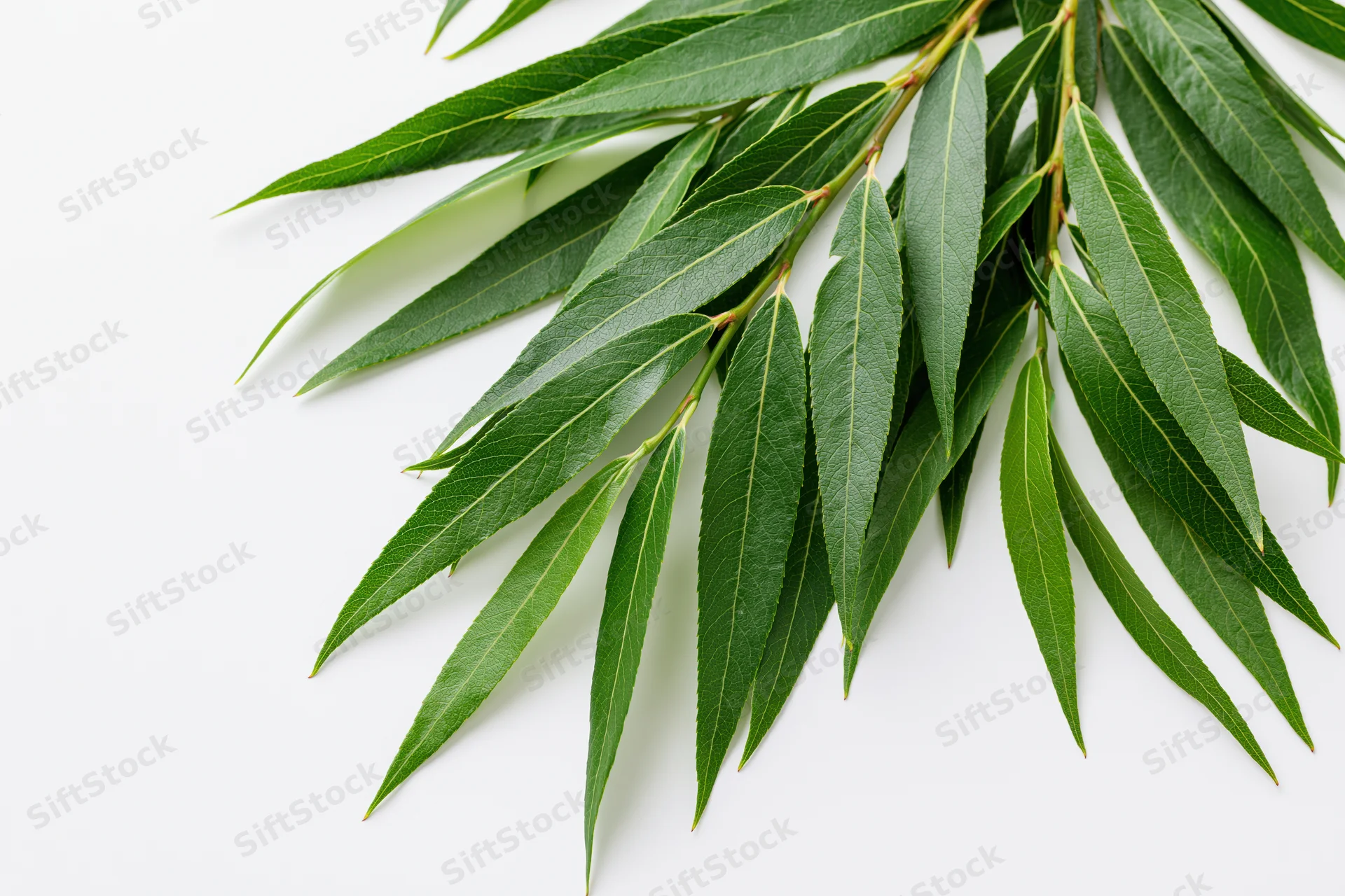 Willow branch with long narrow green leaves arranged diagonally on white background