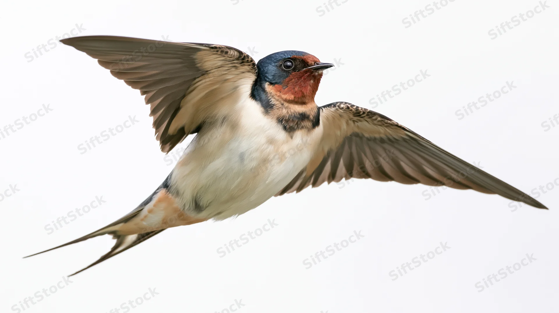Barn swallow in mid-flight with wings fully spread against white background