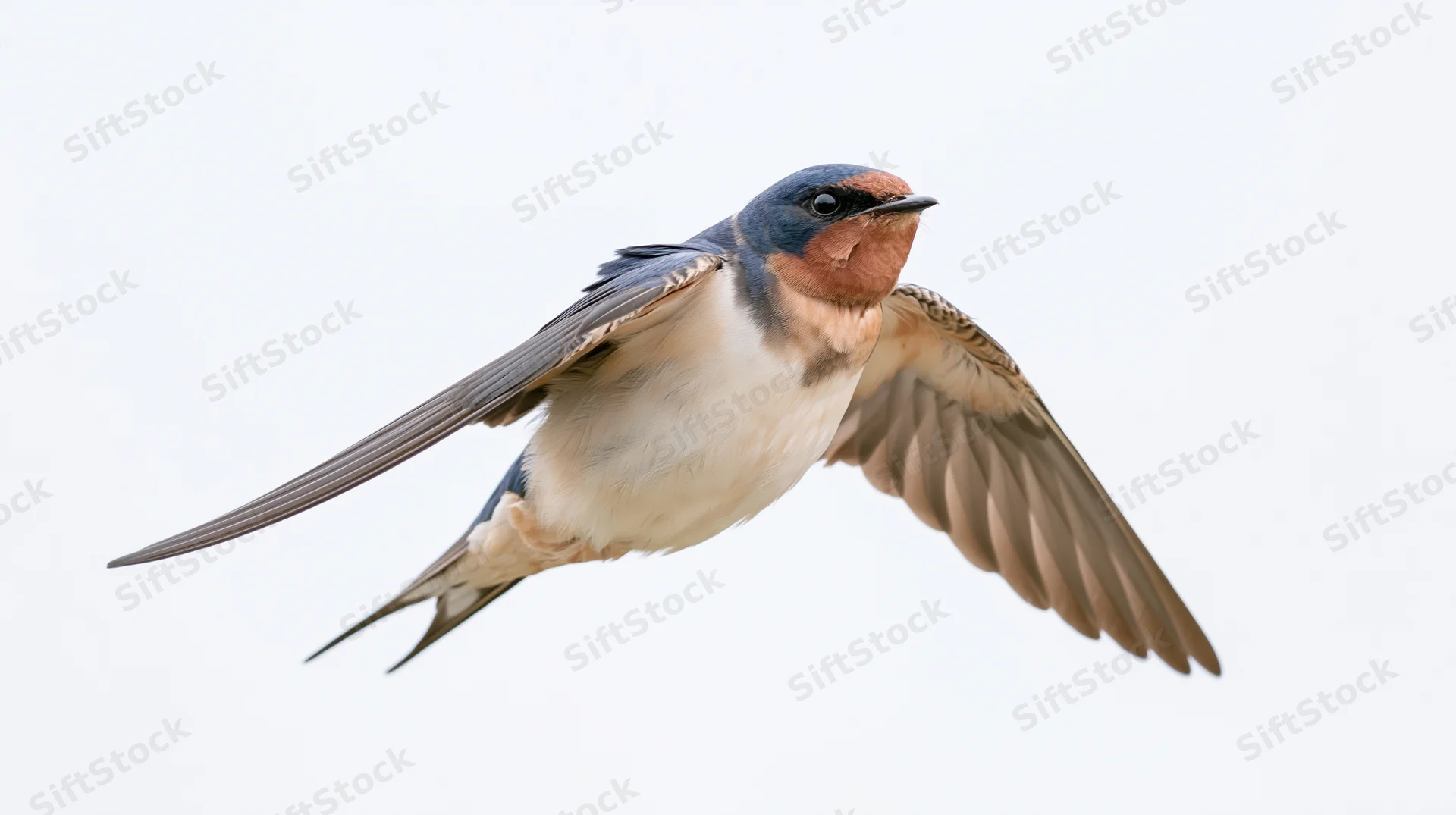 Barn swallow in mid-flight with wings fully spread against white background