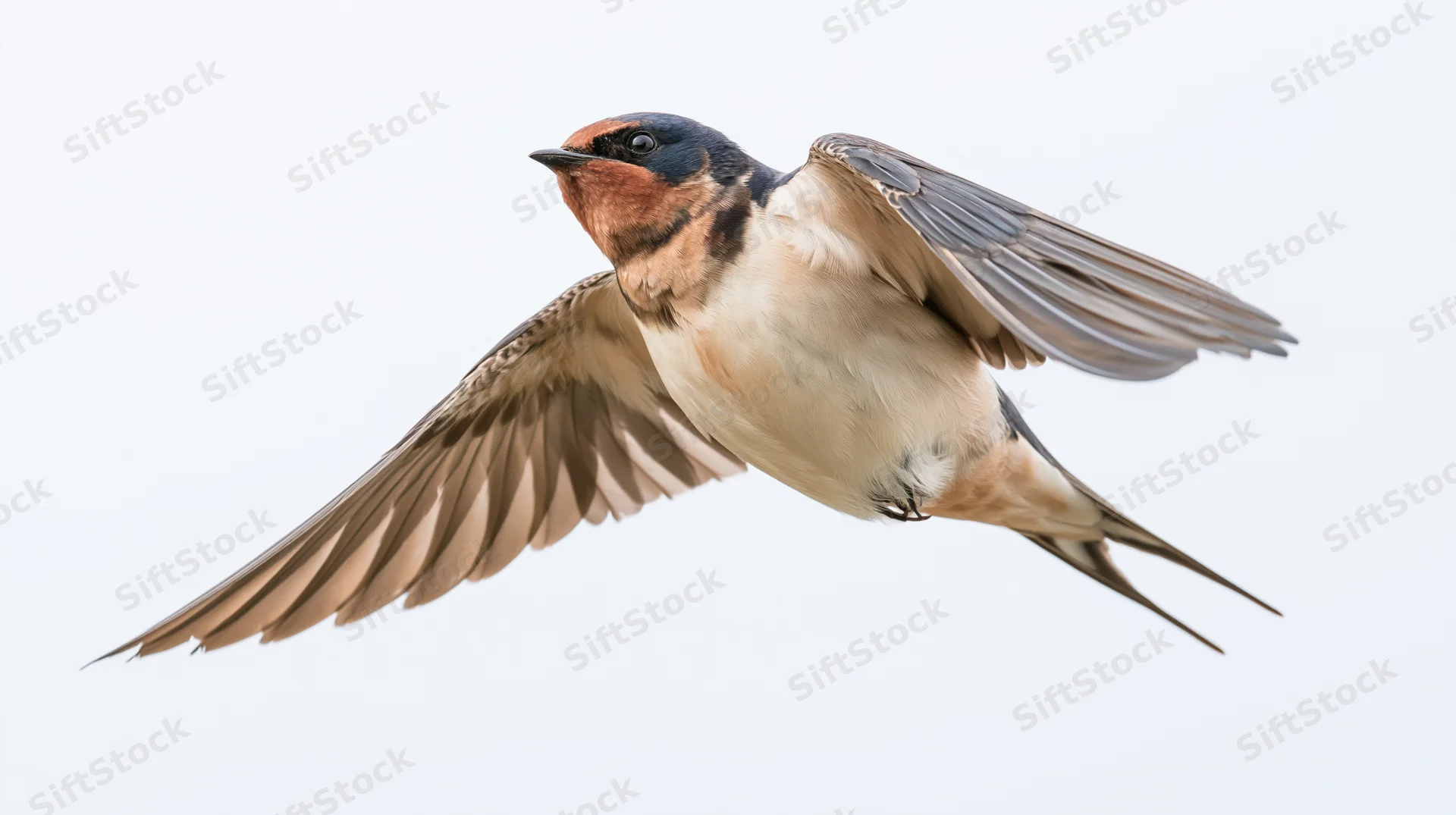 Barn swallow in mid-flight with wings fully spread against white background