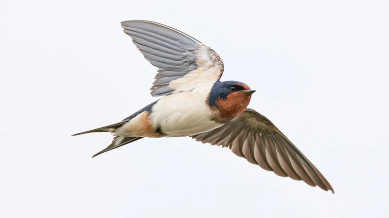 Barn swallow in mid-flight with wings fully spread against white background