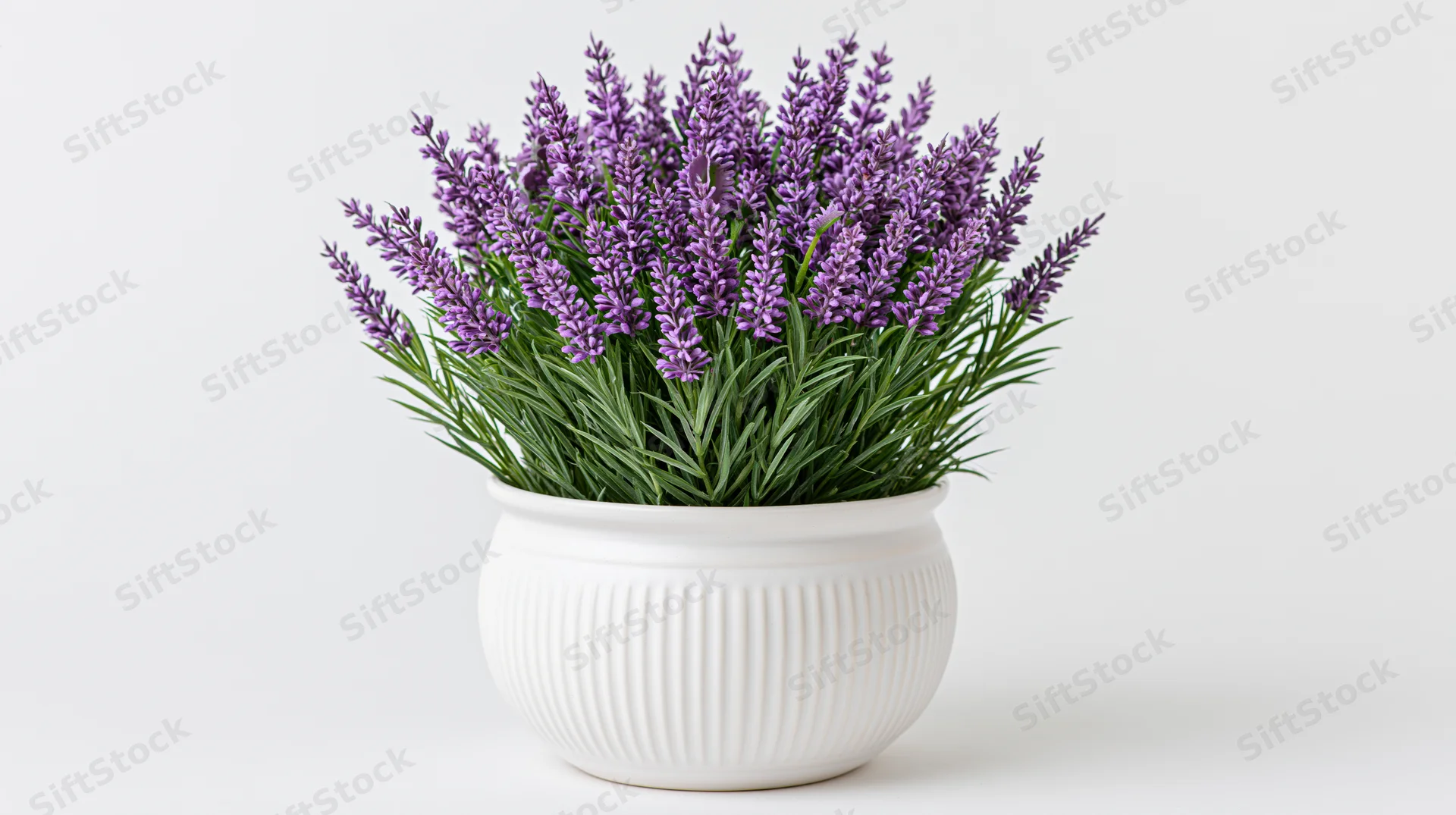 Lavender plant in full bloom in a white ribbed ceramic pot on a plain white surface