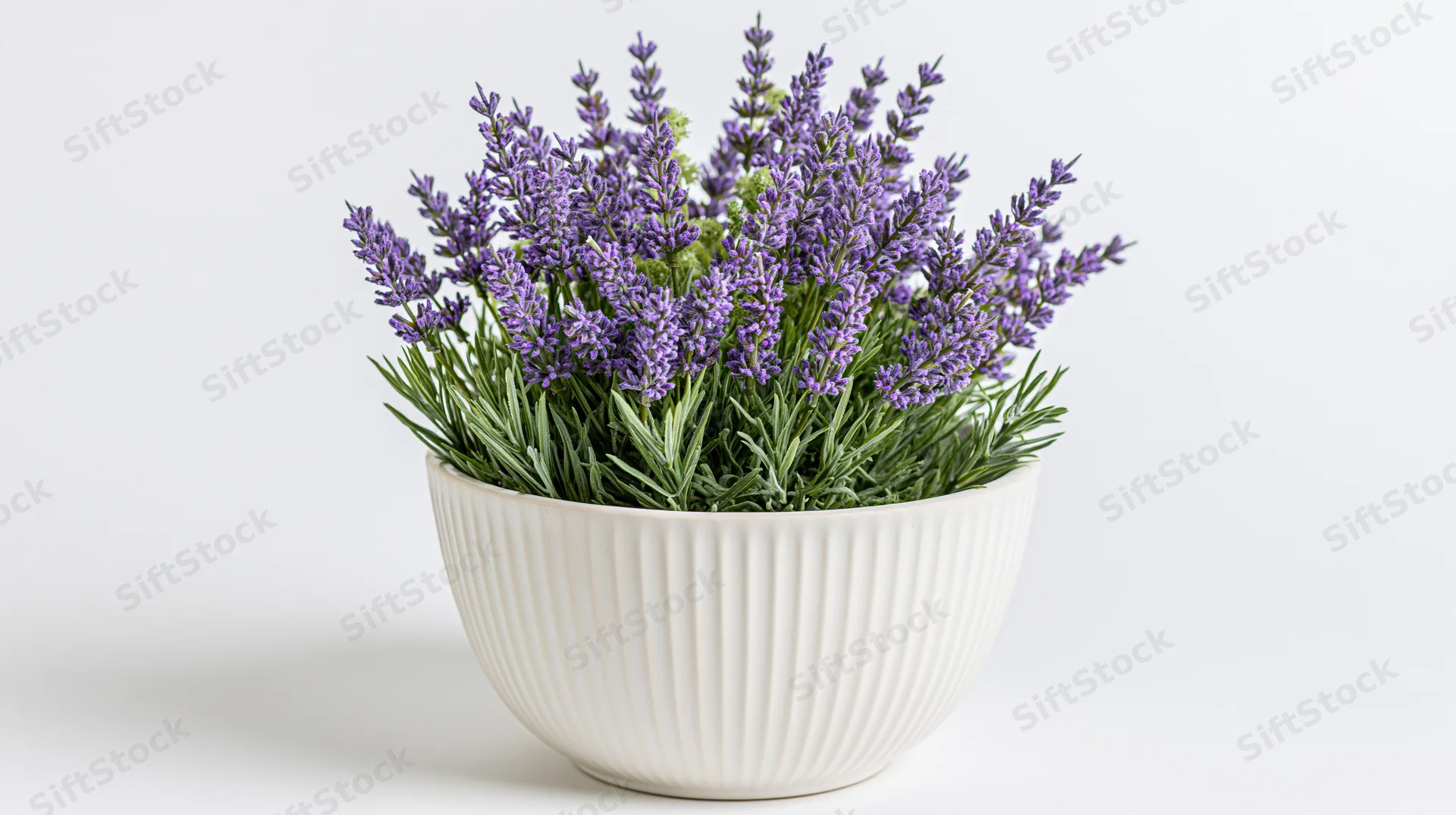 Lavender plant in full bloom in a white ribbed ceramic bowl on a plain white surface