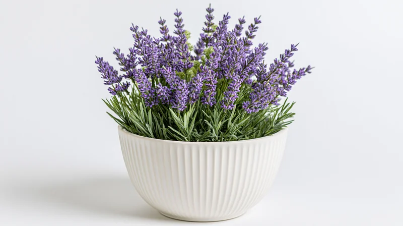 Lavender plant in full bloom in a white ribbed ceramic bowl on a plain white surface