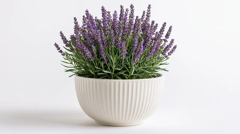 Lavender plant in full bloom in a white ribbed ceramic bowl on a plain white surface