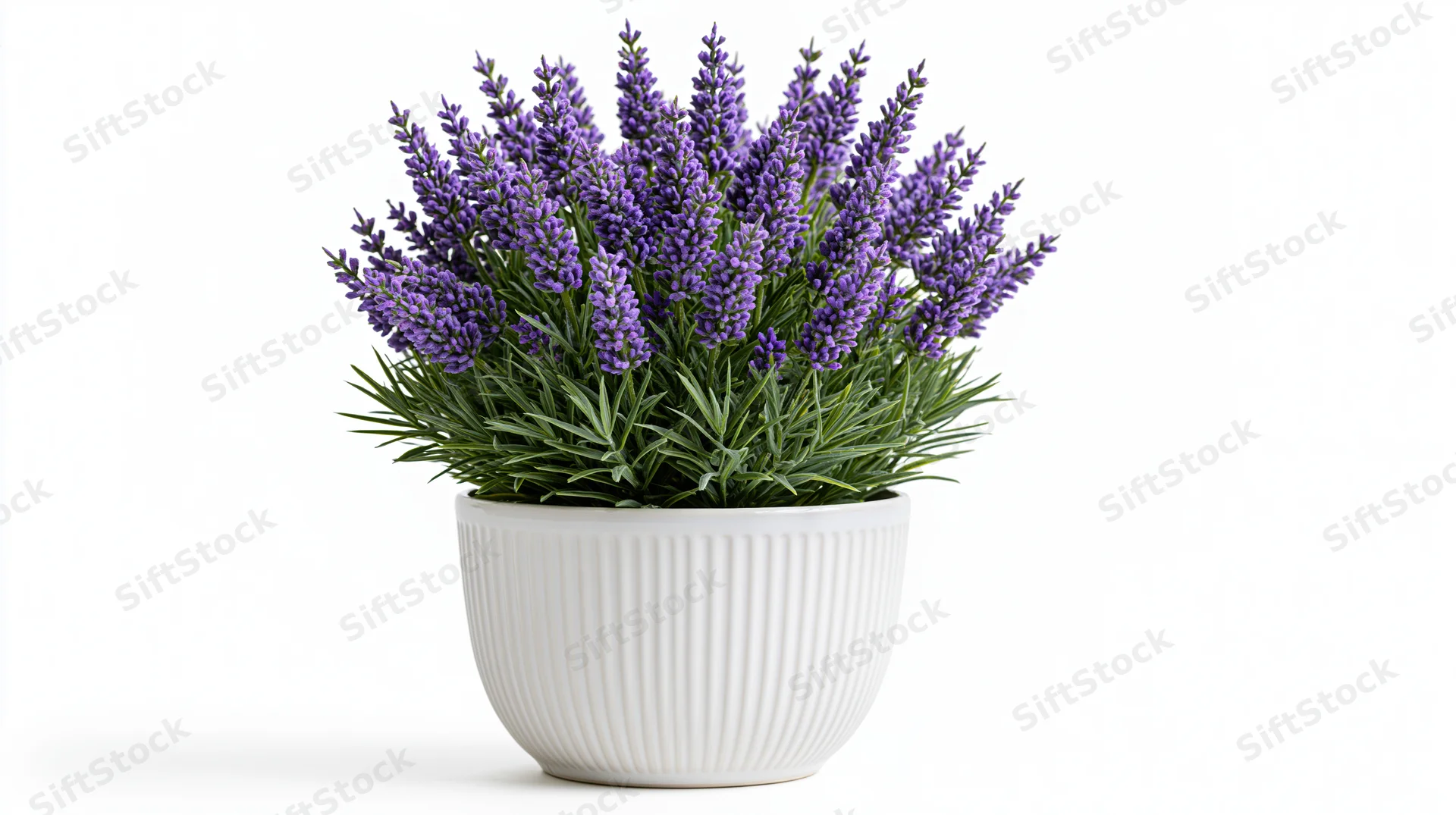Bushy lavender plant in full bloom in a white ribbed ceramic pot on a plain white background