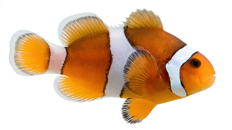 Clownfish swimming in profile against plain white background