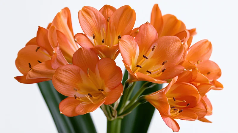 Cluster of orange clivia flowers in full bloom with green stems against white background