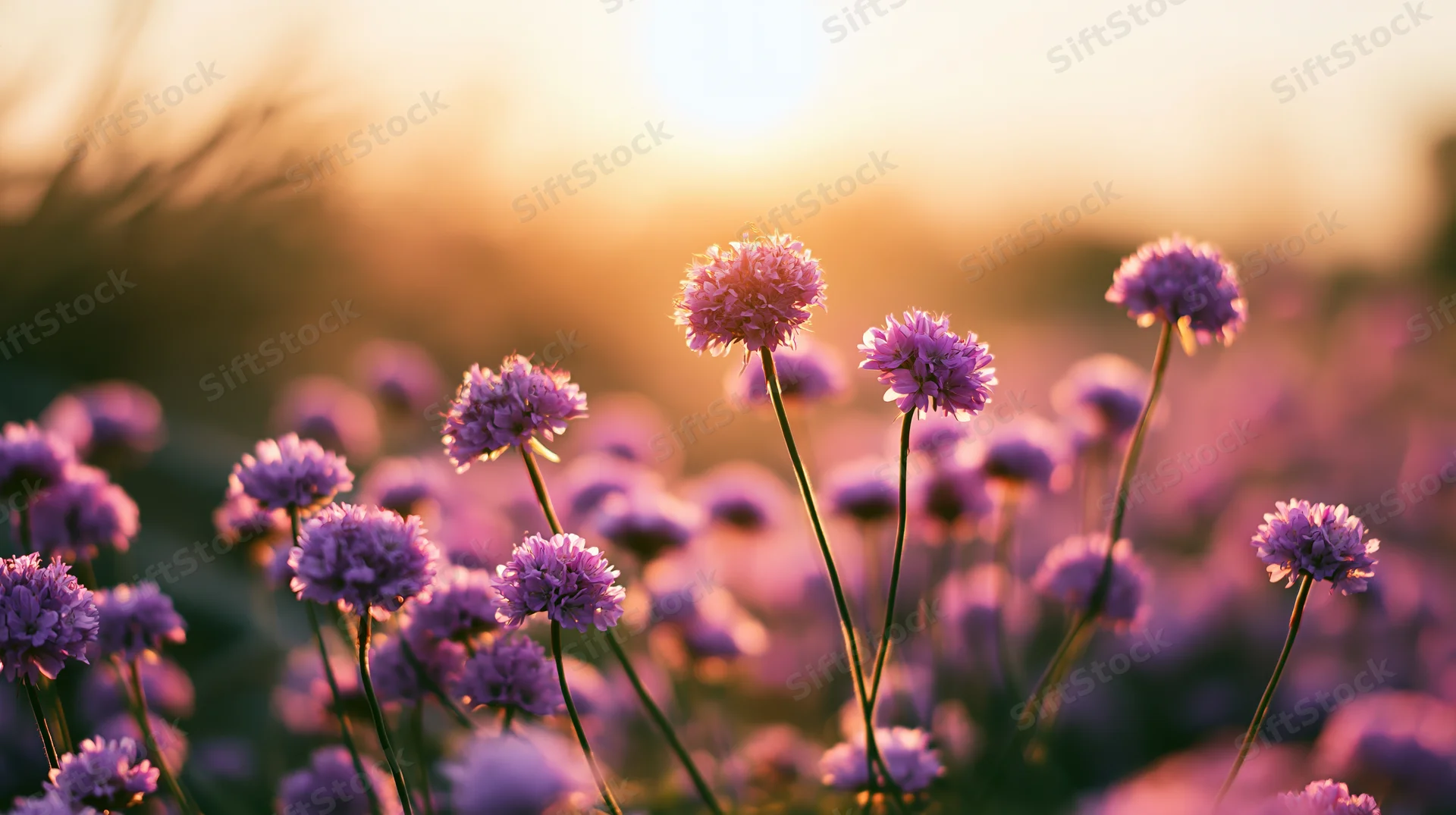 Purple and pink globe-shaped wildflowers blooming in a field at sunset