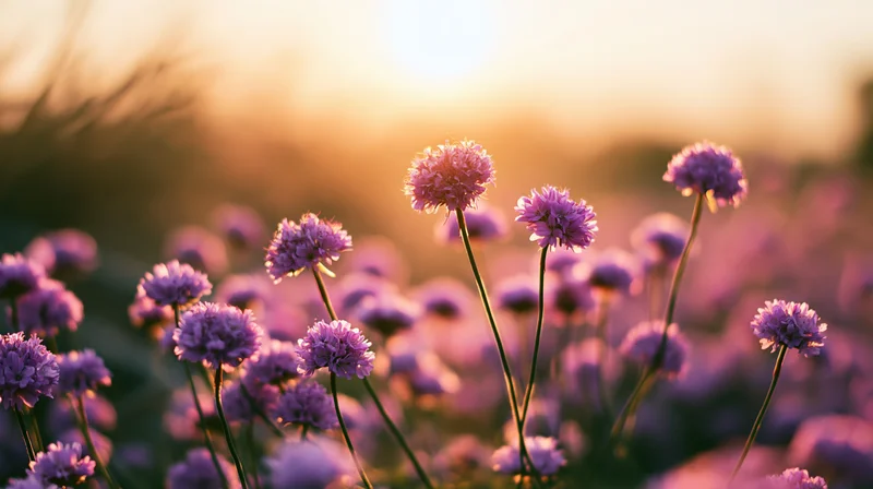 Purple and pink globe-shaped wildflowers blooming in a field at sunset