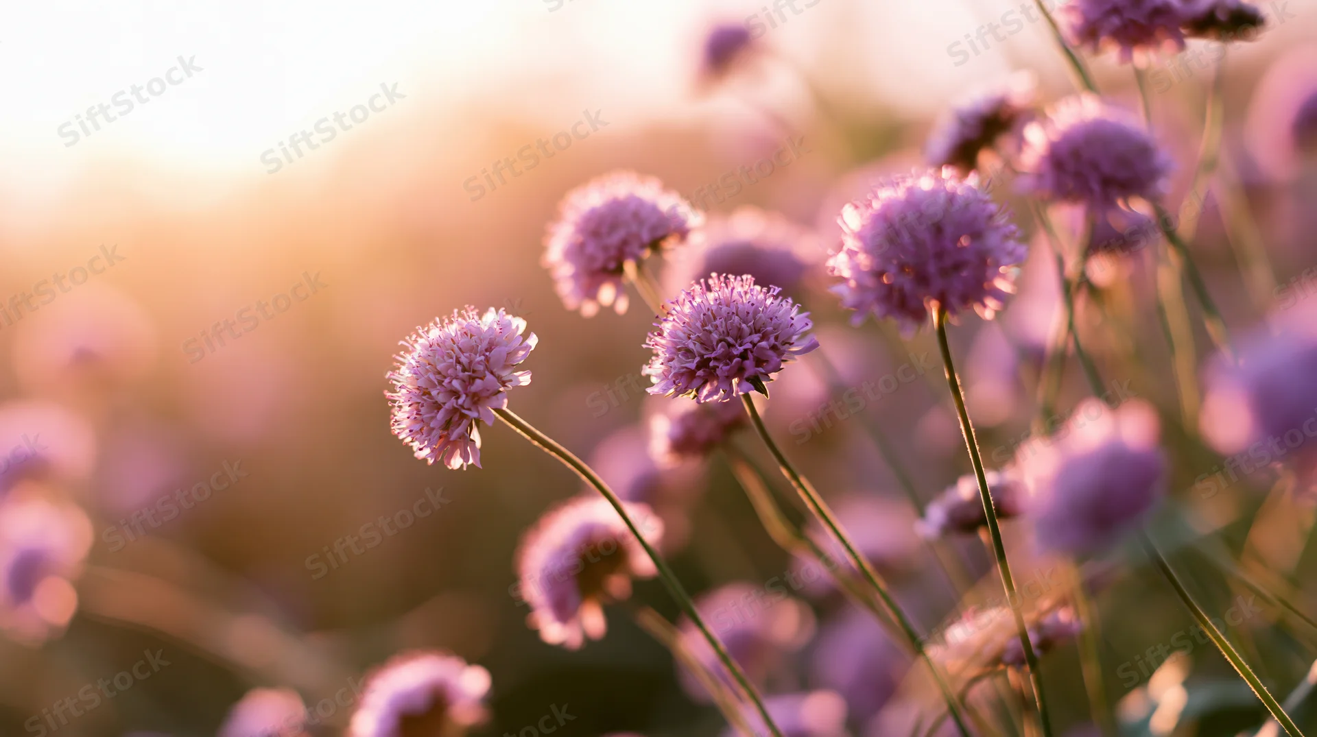 Cluster of purple and pink globe-shaped wildflowers in a field at golden hour