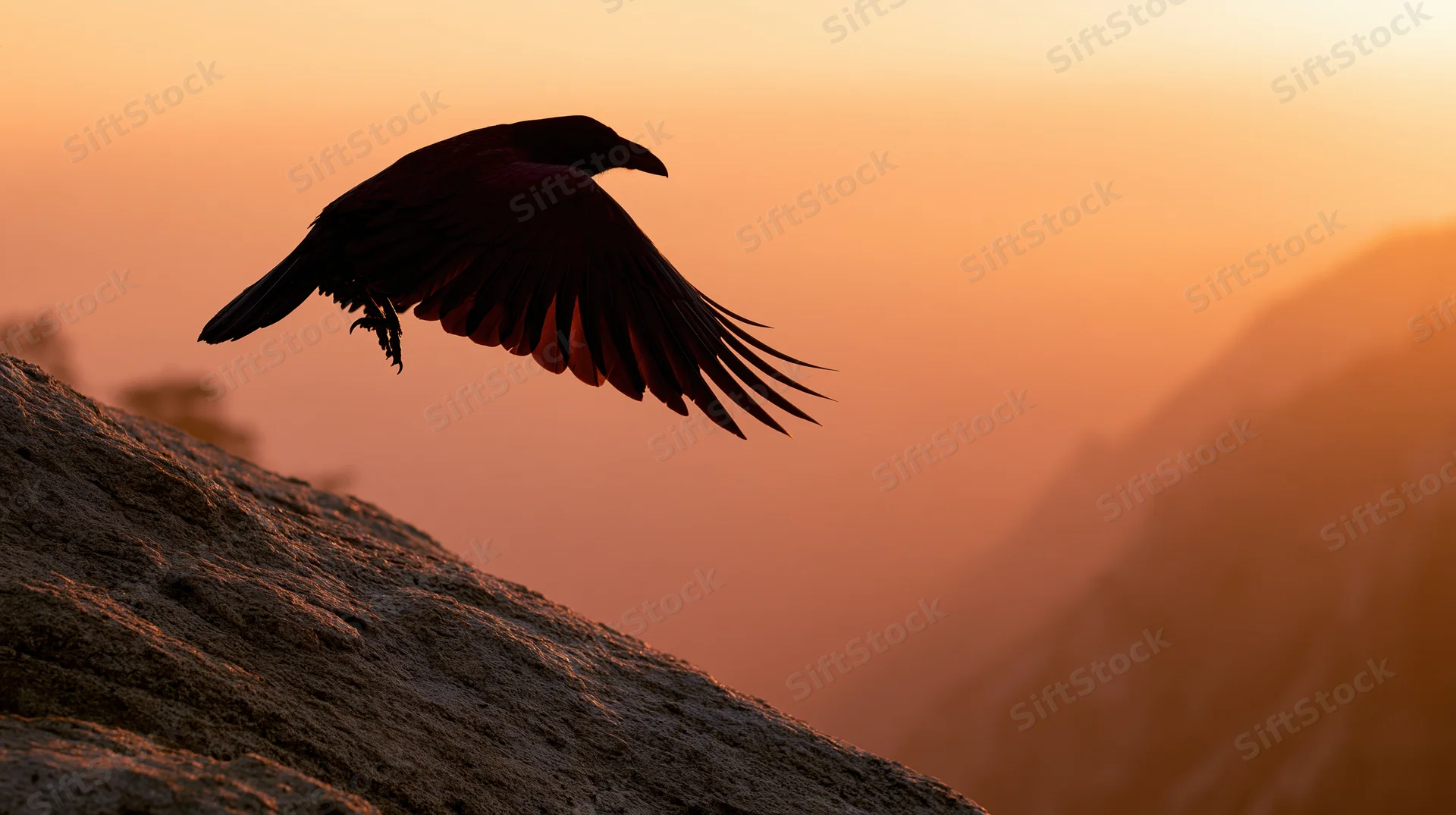 Crow spreading wings in flight above rocky cliff at sunset