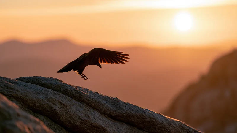 Crow spreading wings to take flight from rocky cliff edge at sunset