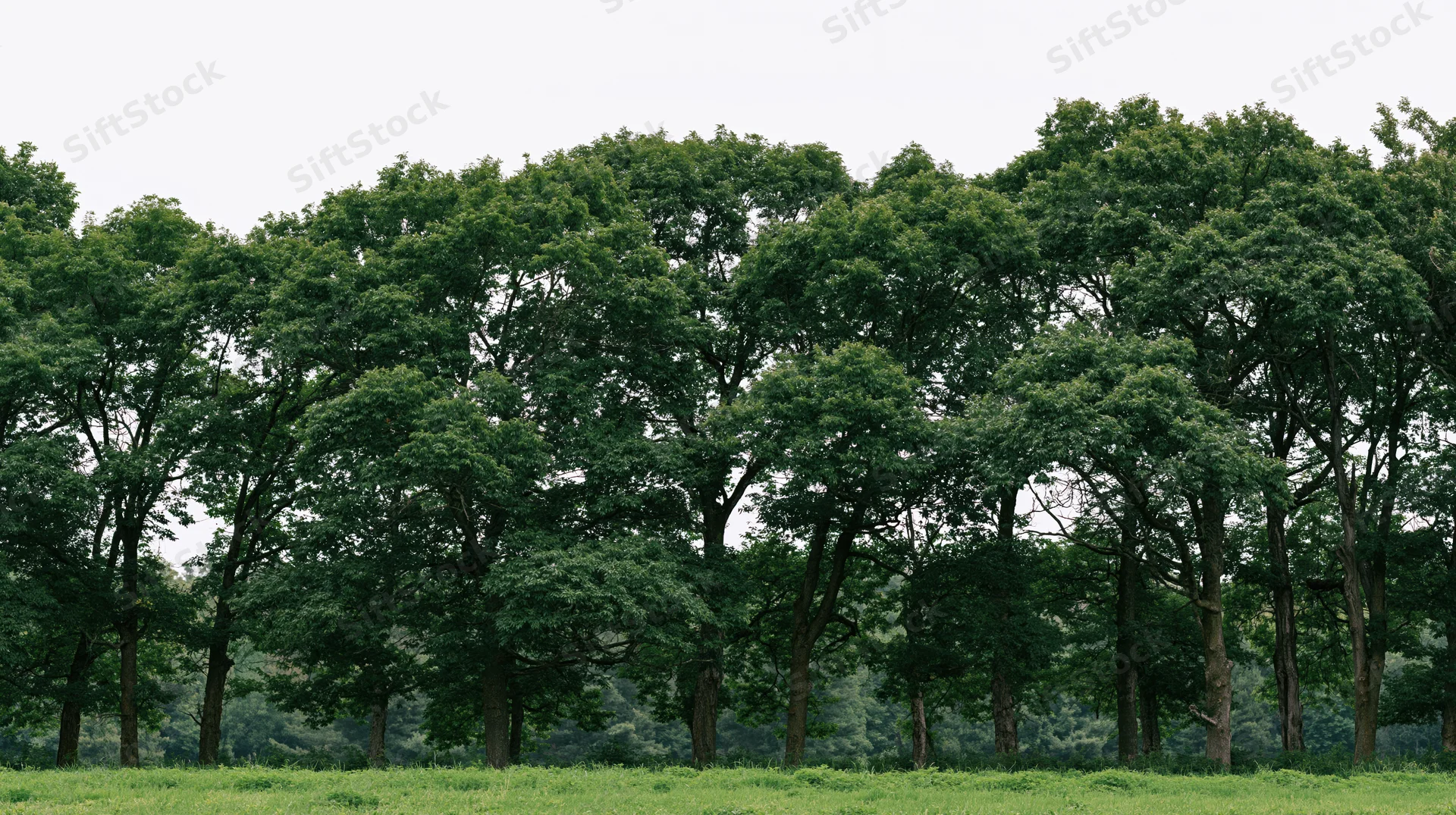 A dense row of mature deciduous trees standing on a flat grassy field under an overcast sky