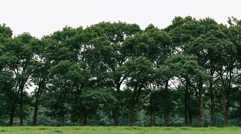 A dense row of mature deciduous trees standing on a flat grassy field under an overcast sky