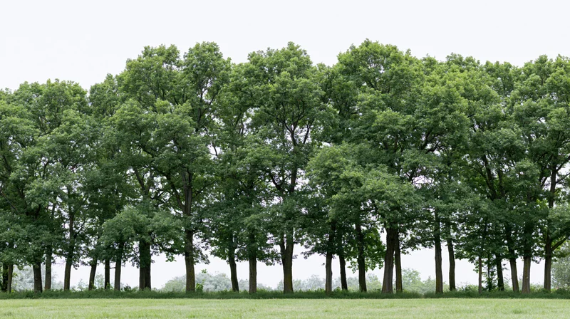 A dense row of mature deciduous trees standing in a flat grassy field under an overcast sky