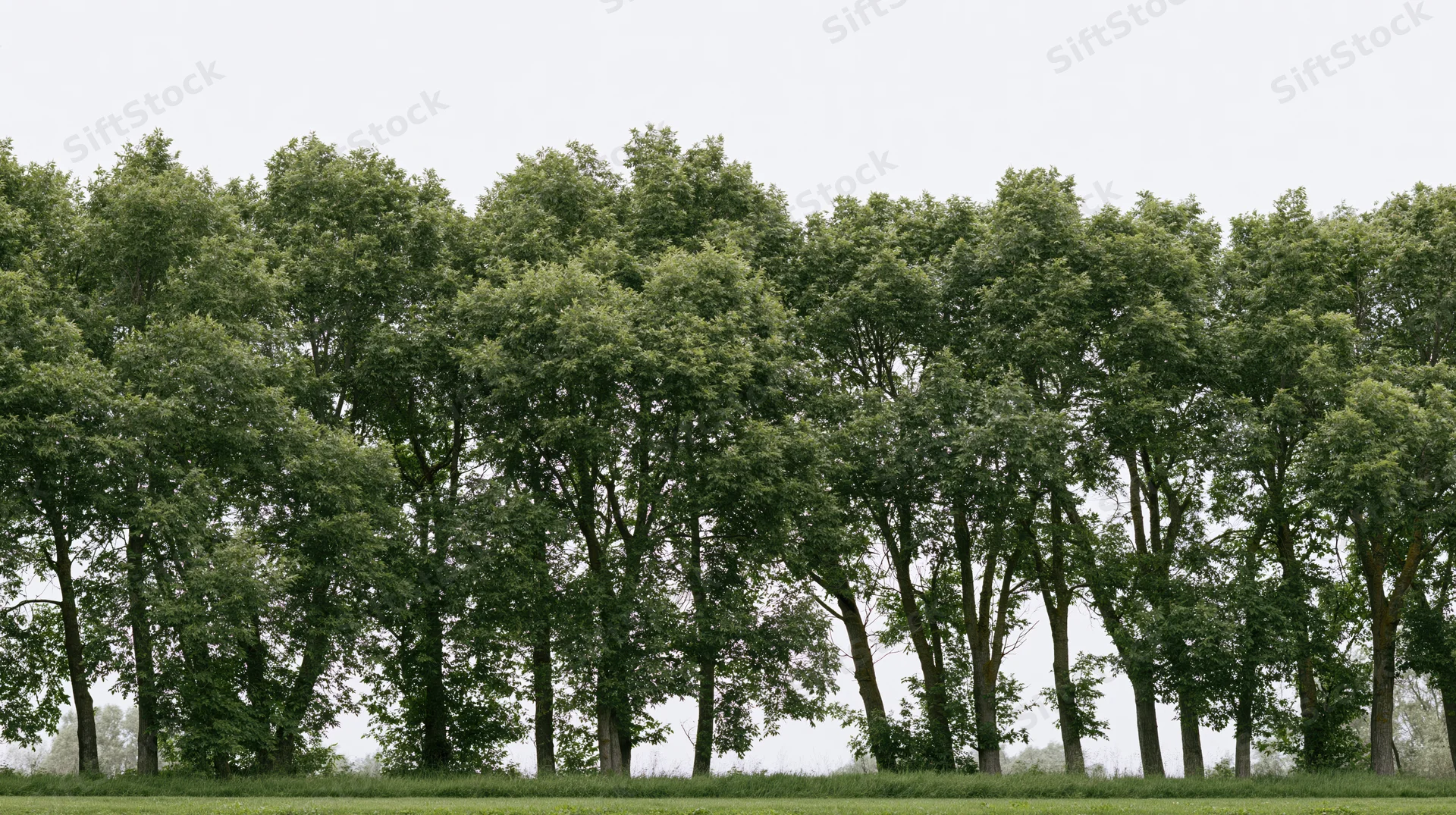 A dense row of mature deciduous trees standing in a grassy field under an overcast sky