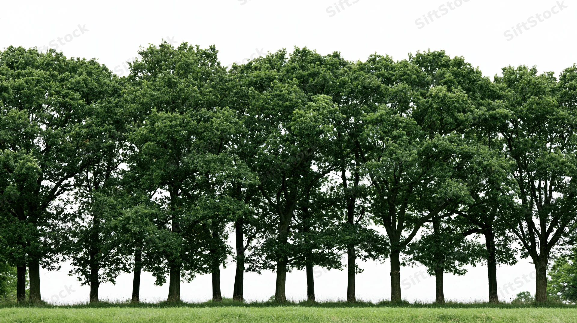 A row of mature deciduous trees standing in a grassy field under a white sky