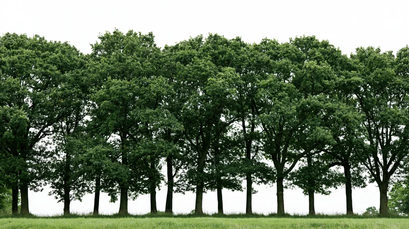 A row of mature deciduous trees standing in a grassy field under a white sky