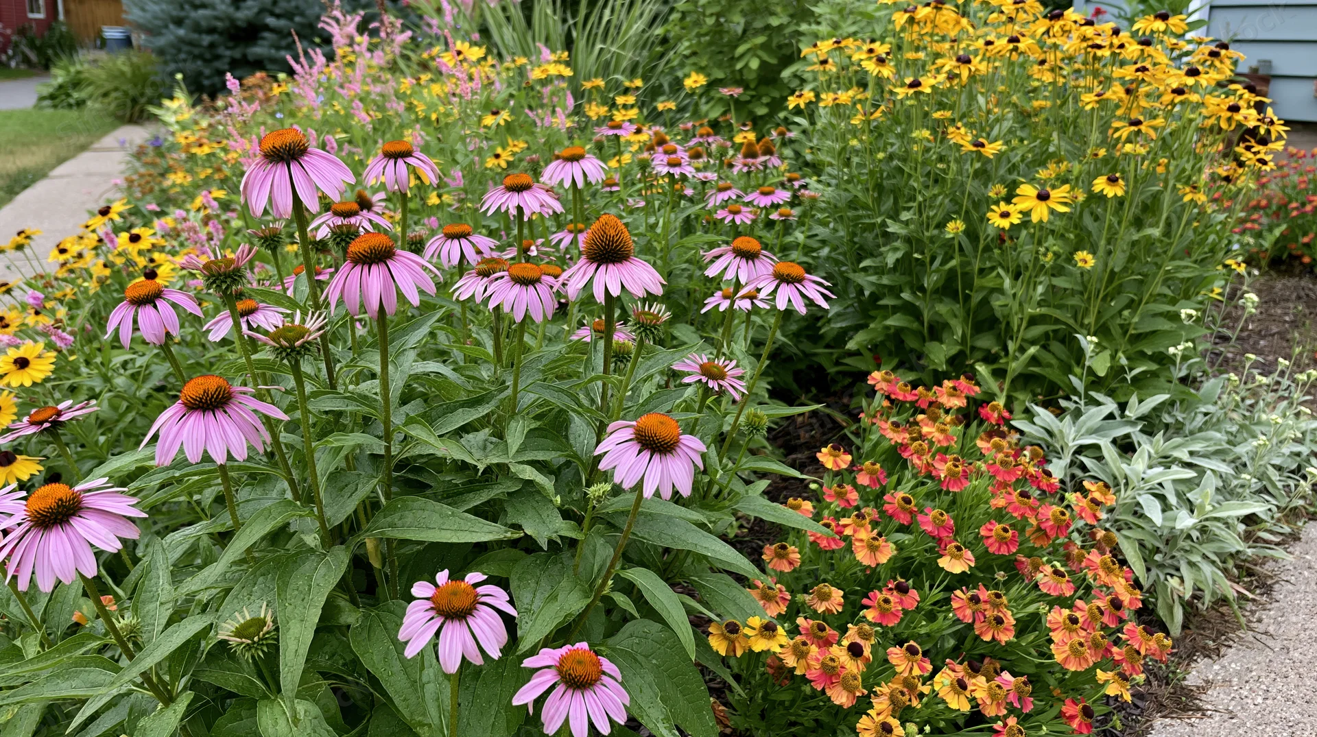 A densely planted perennial garden border in full summer bloom with pink coneflowers, yellow rudbeckia, and orange helenium along a gravel path