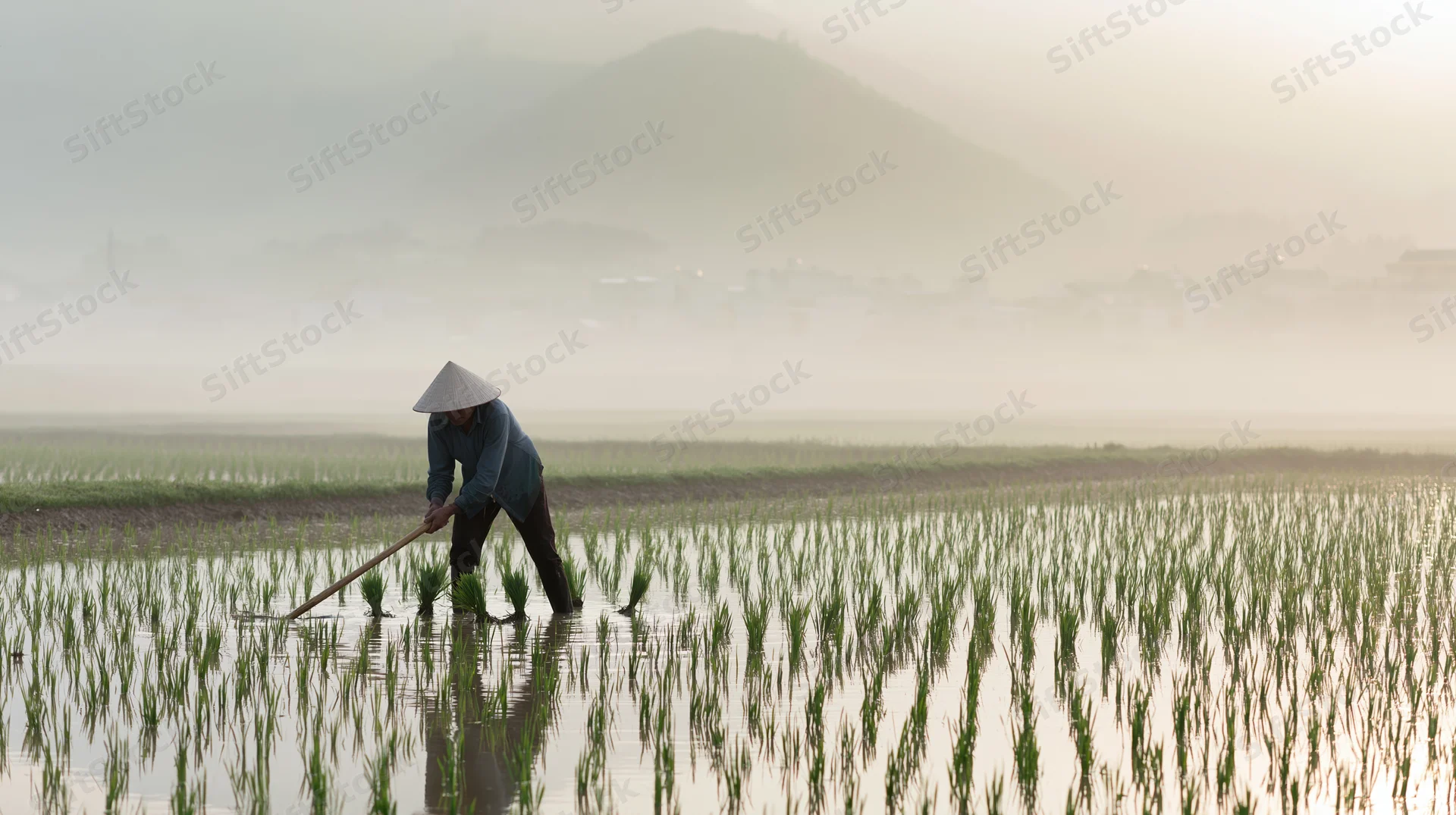 Farmer working in flooded rice paddy with conical hat at dawn