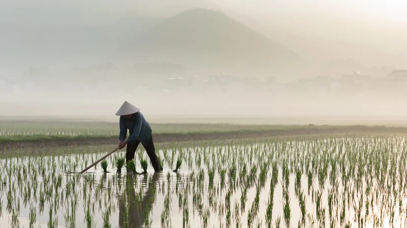 Farmer working in flooded rice paddy with conical hat at dawn