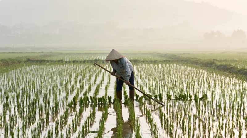 Farmer working in flooded rice paddy with hoe at dawn