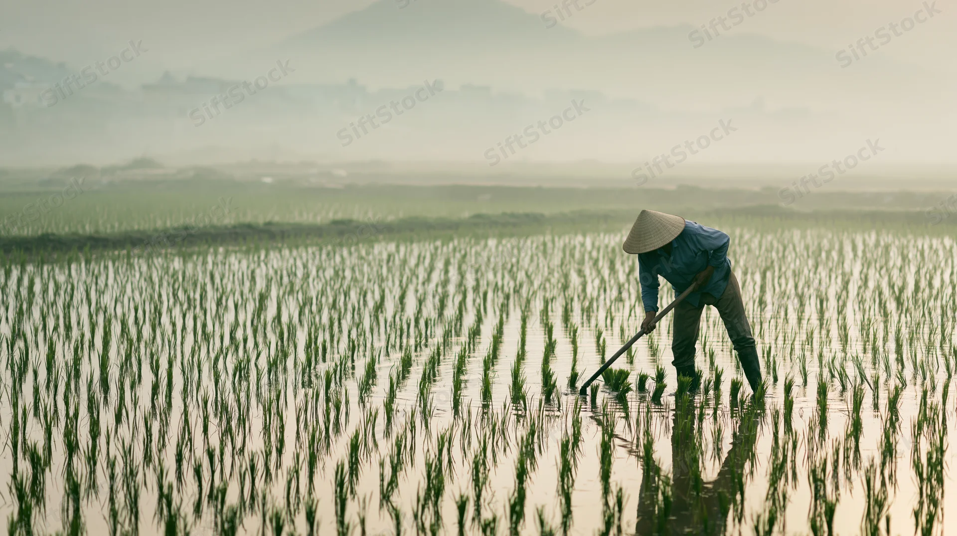 Farmer planting rice in flooded paddy field with conical hat and hoe