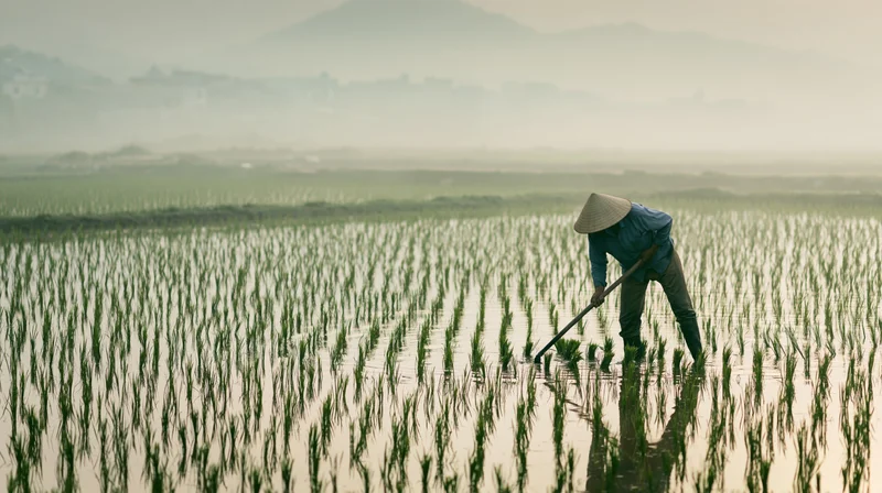 Farmer planting rice in flooded paddy field with conical hat and hoe