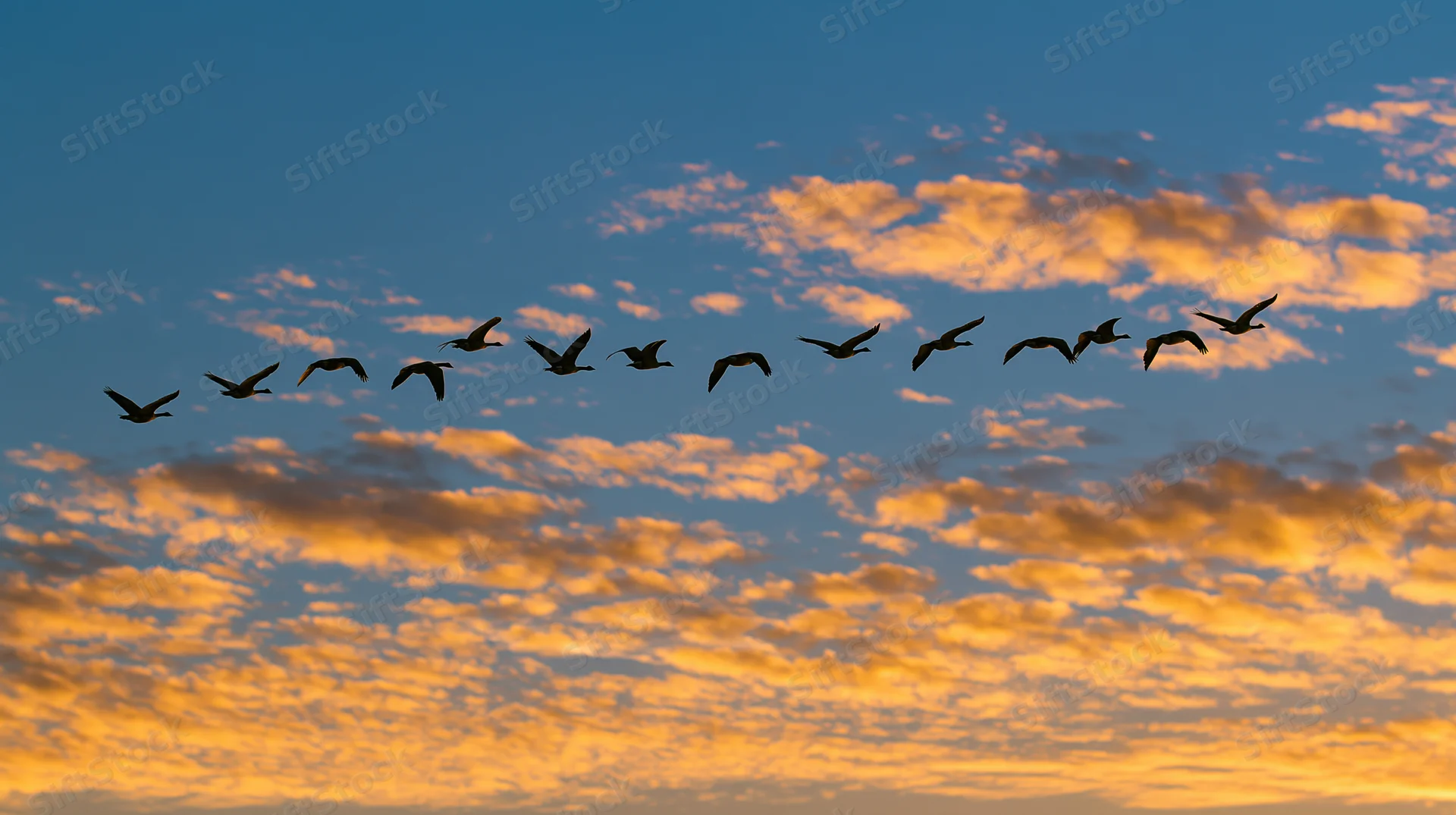 Flock of birds flying in v-formation against sunset sky with orange clouds