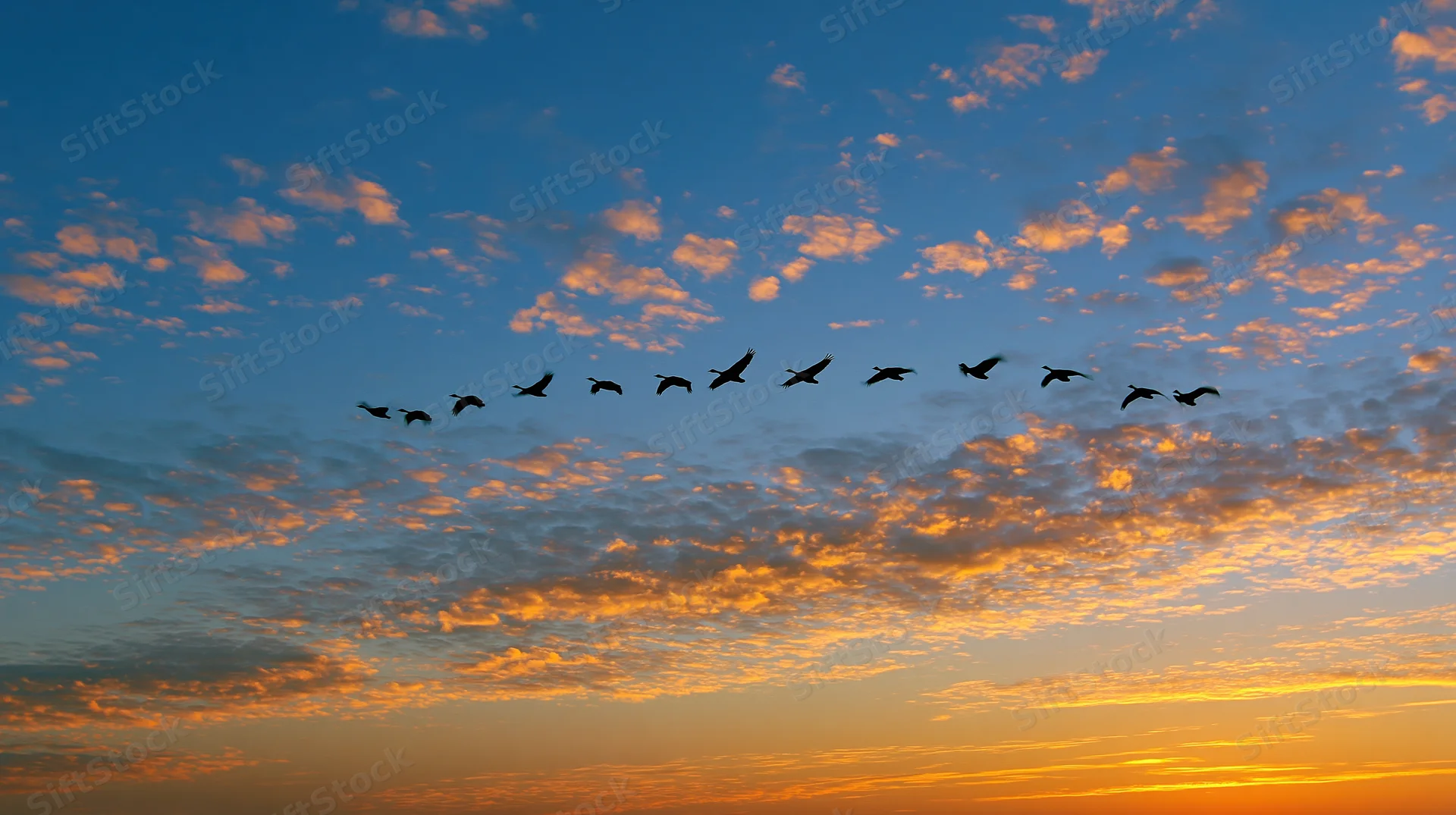 Flock of birds flying in v-formation across sunset sky
