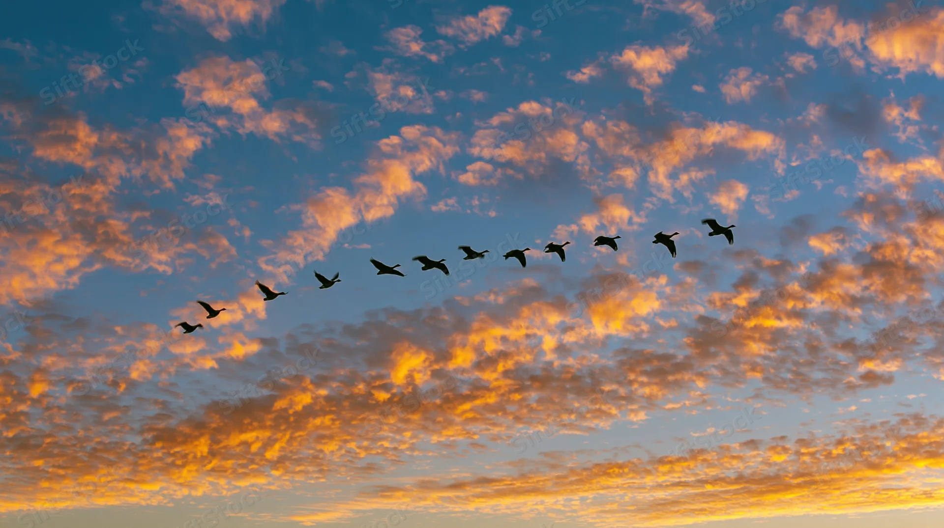 Flock of birds flying in v-formation against sunset sky with orange clouds