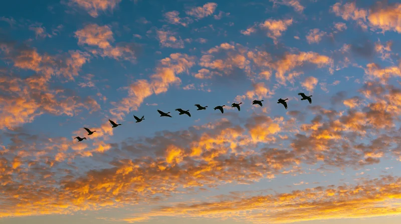 Flock of birds flying in v-formation against sunset sky with orange clouds