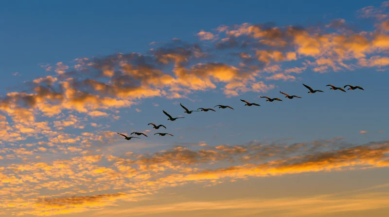 Flock of birds flying in v-formation across sunset sky with orange clouds
