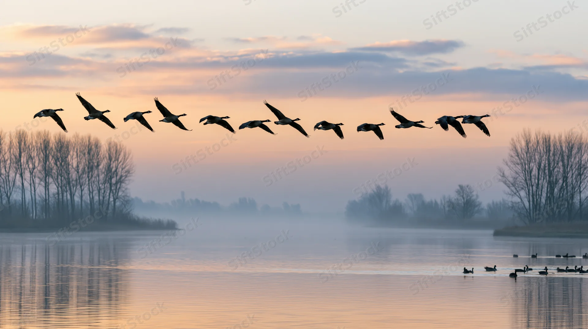 Geese flying in loose v-formation over calm river at sunrise with mist and bare trees in background