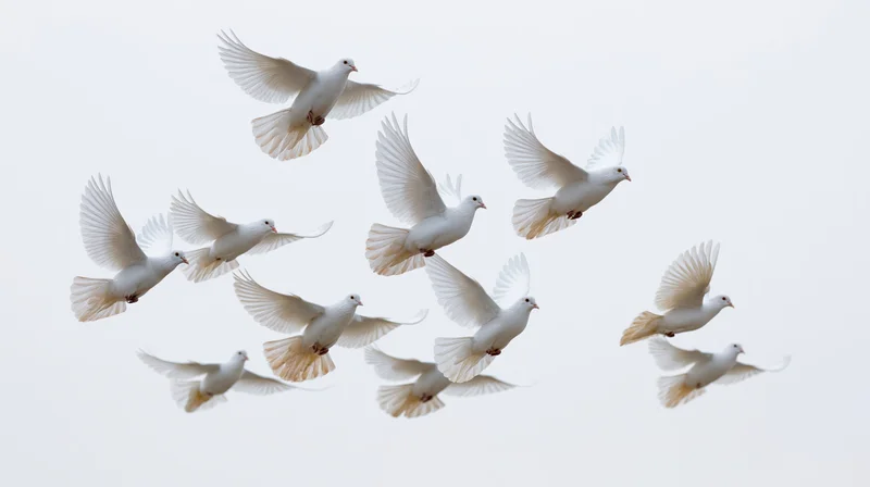 Flock of white doves in mid-flight against a light sky