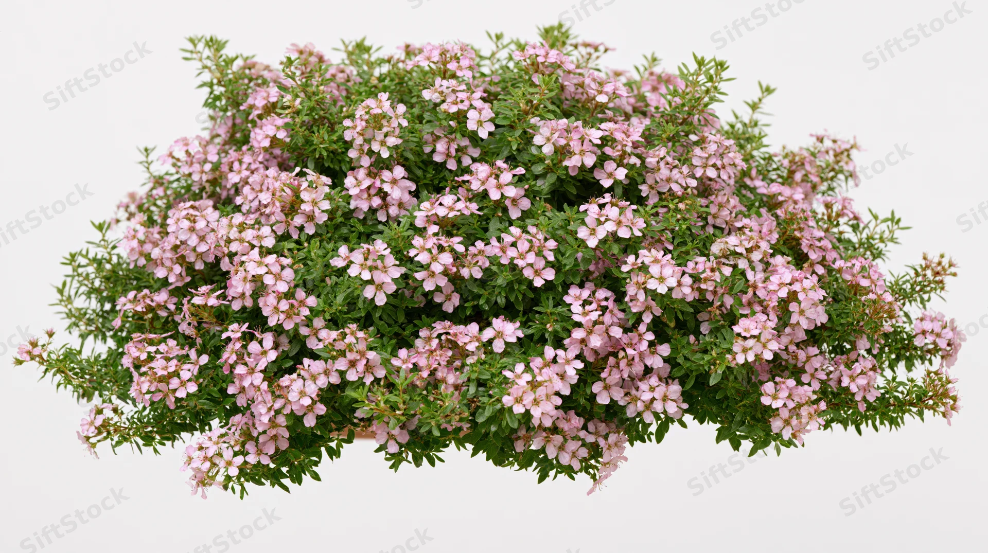 Flowering shrub with small pink blossoms and green foliage isolated on white background