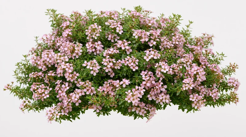 Flowering shrub with small pink blossoms and green foliage isolated on white background