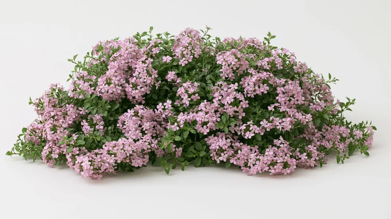 A dense bush of pink flowering thyme with green foliage on a white background