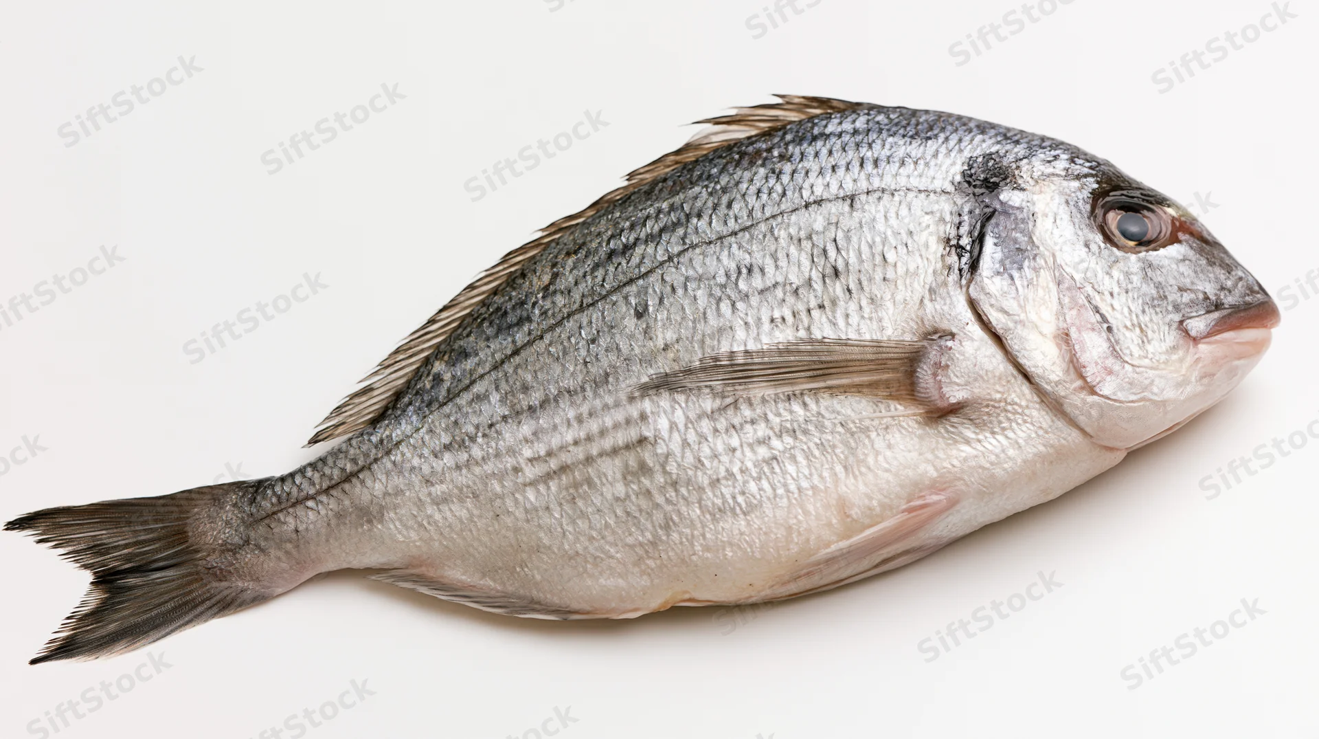 Whole fresh sea bream fish lying on its side on white background
