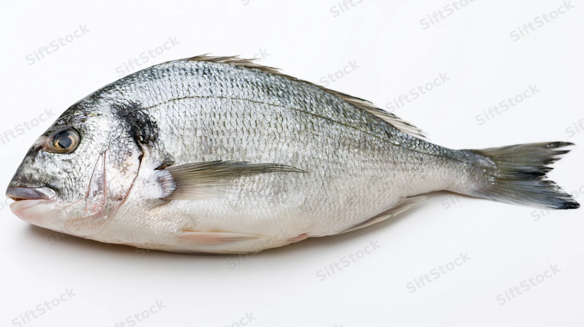 Whole fresh sea bream lying on its side isolated on white background