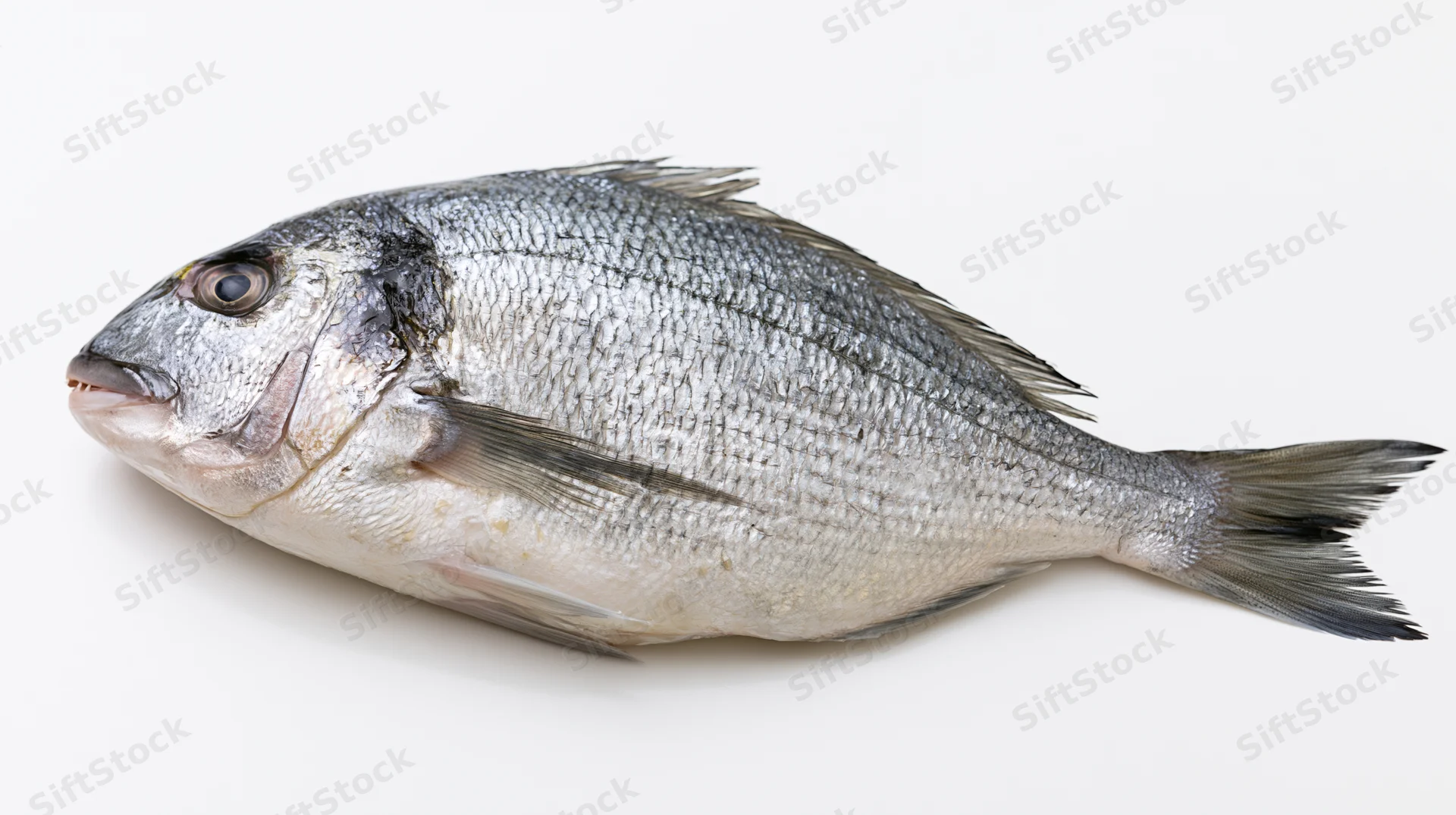 Whole fresh sea bream fish lying on its side on white background
