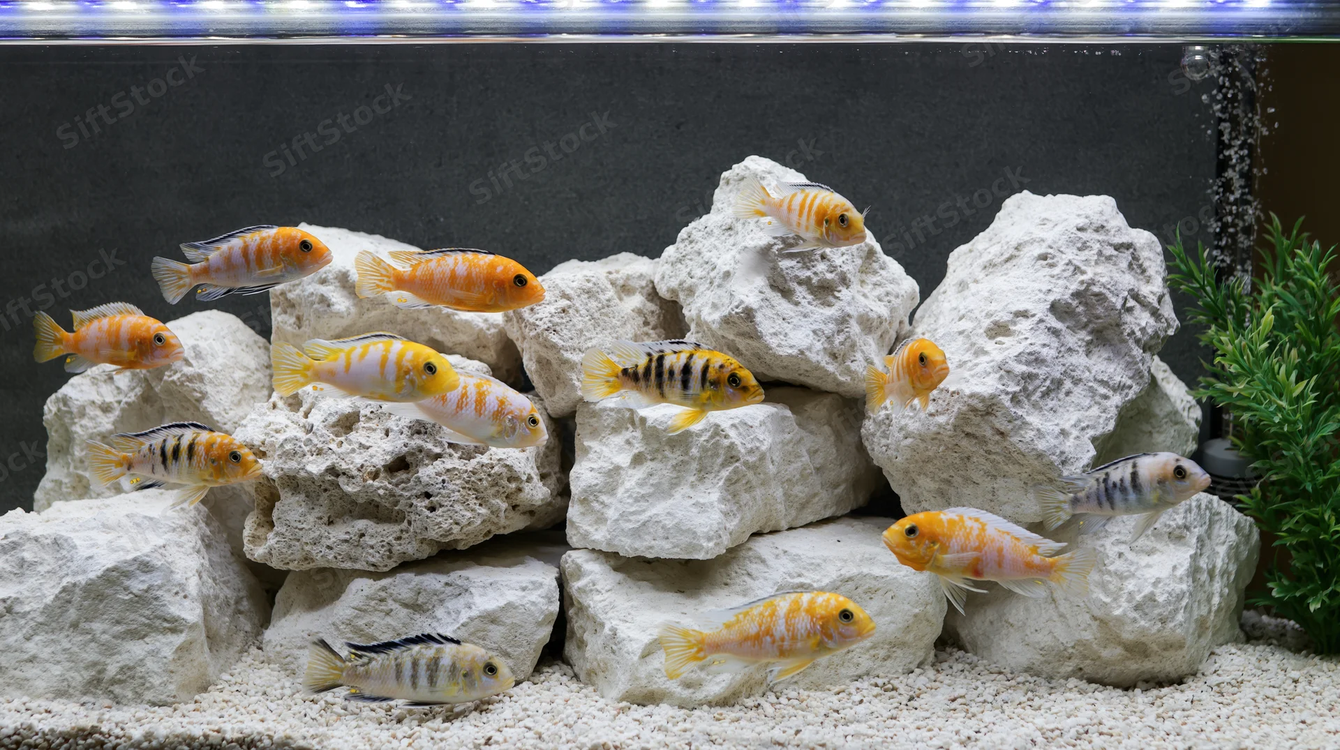 African cichlid fish swimming among white rocks in a freshwater aquarium tank