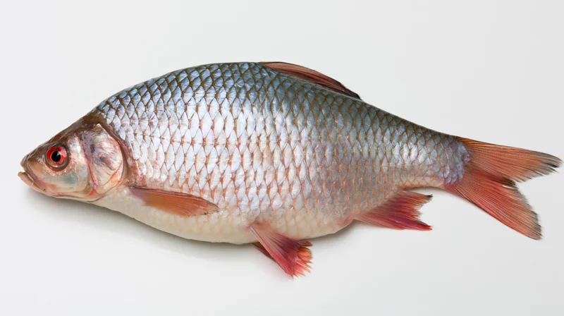 Freshwater cyprinid fish lying flat on a white surface with silver scales and red fins