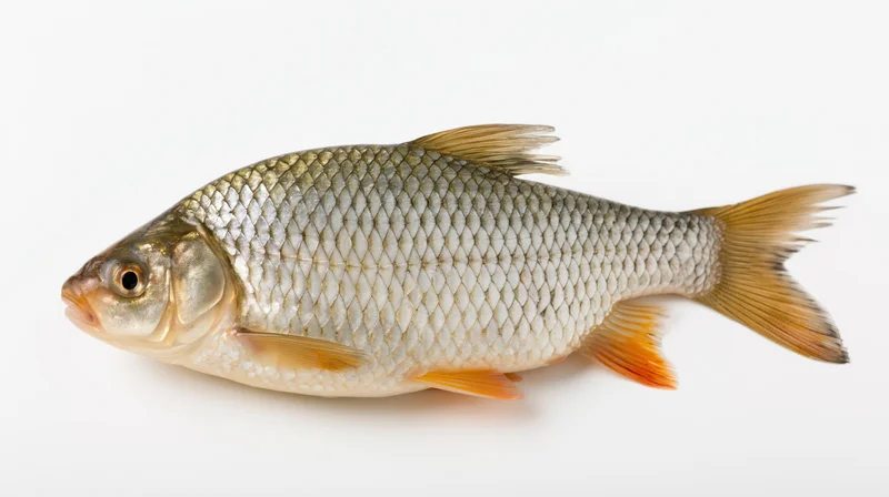Freshwater roach or common bream fish displayed in full lateral